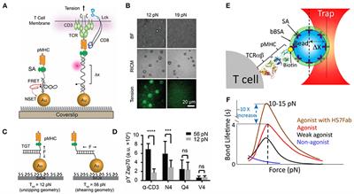 Mechanical Proofreading: A General Mechanism to Enhance the Fidelity of Information Transfer Between Cells